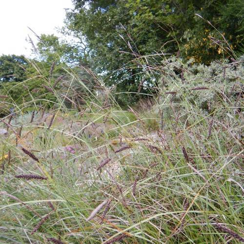 brown spikelets and brown-green foliage