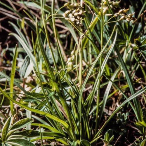 gold-brown spikelets with olive-green stems