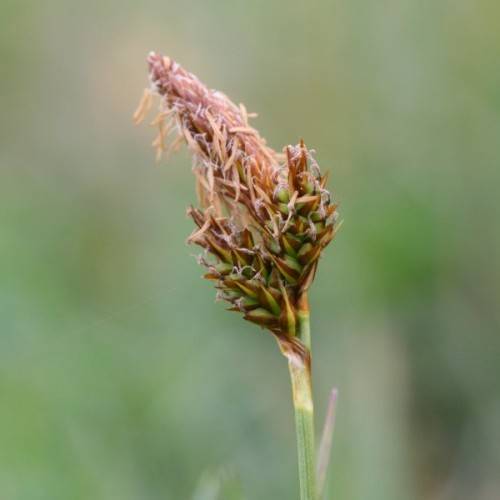 brown-green spikelet with yellow-green stem
