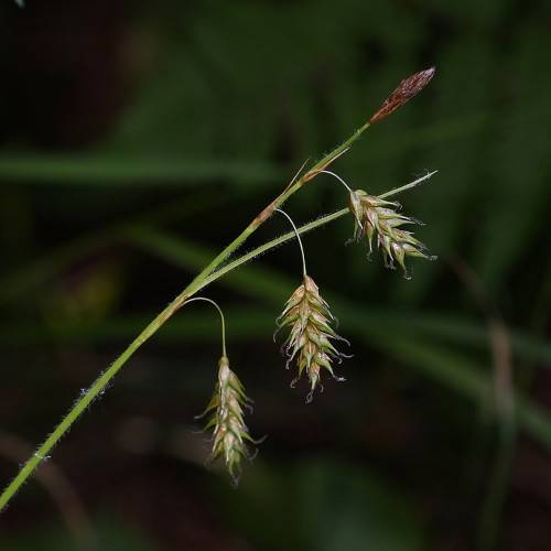 olive-brown spikelets and green foliage