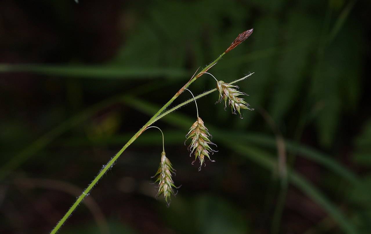 olive-brown spikelets and green foliage