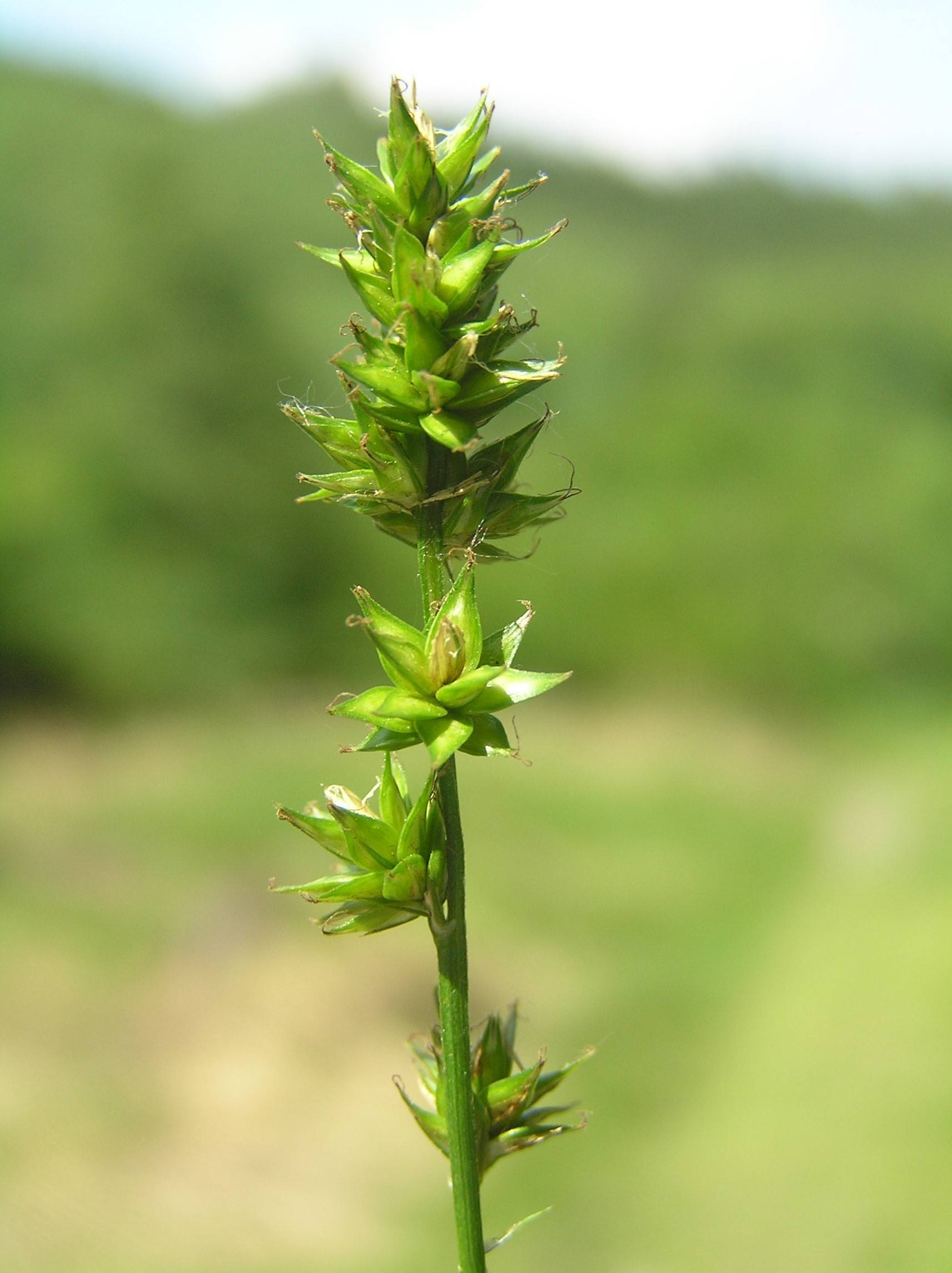 lime-brown spikelets and stem