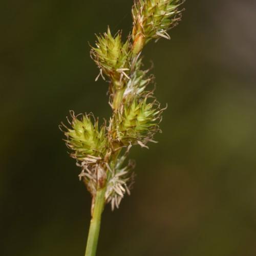 Lime-green spikelet and stem.