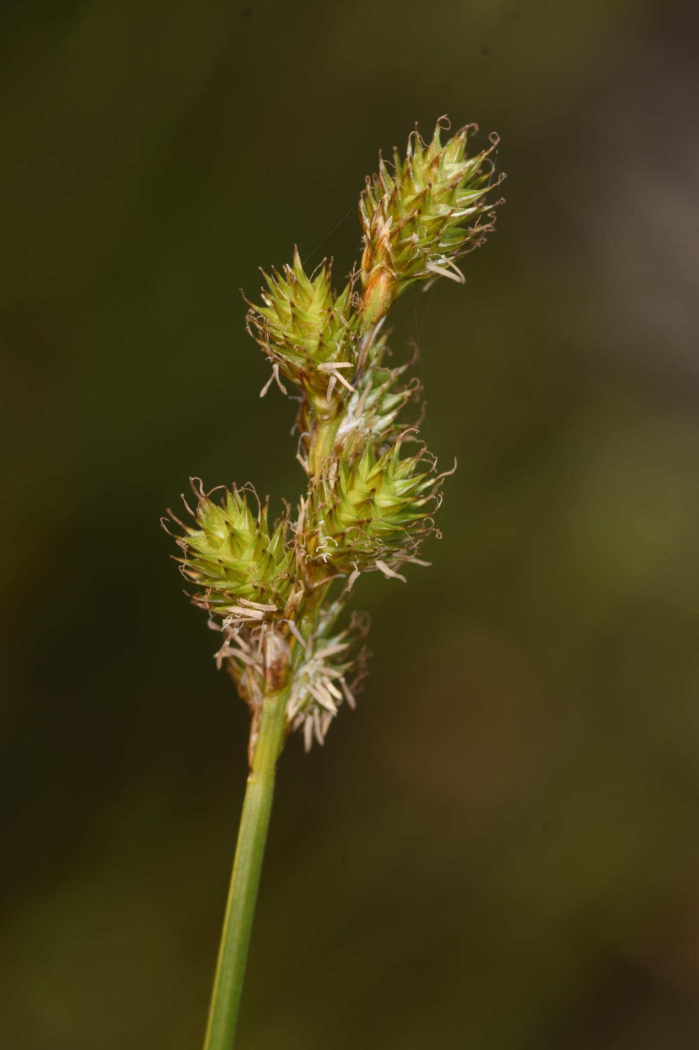 lime-brown spikelets with lime stem