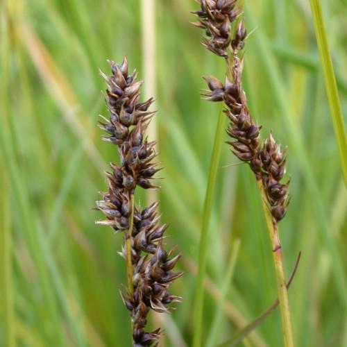 burgundy-purple spikelets with lime-yellow foliage and stems