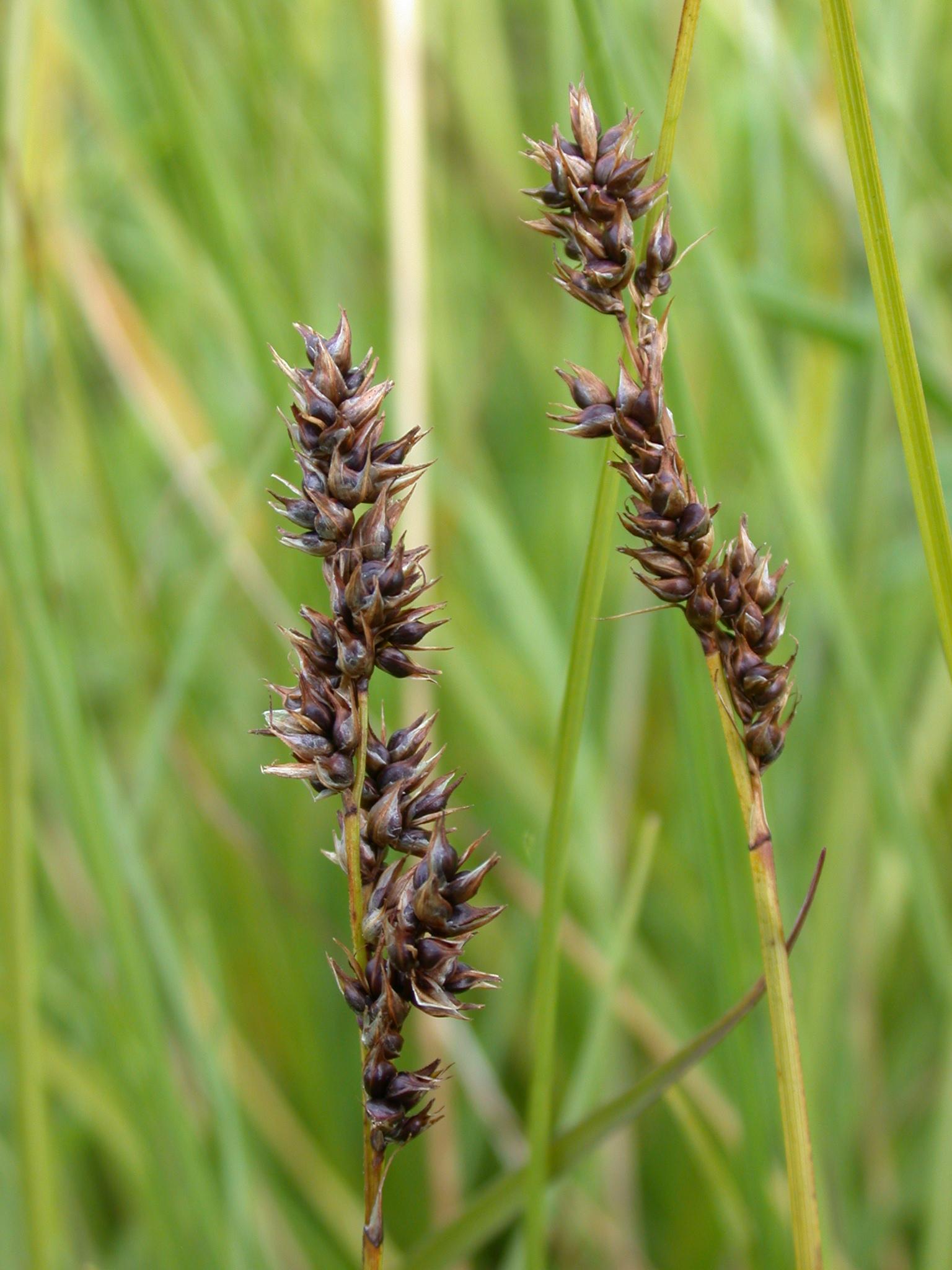 burgundy-purple spikelets with lime-yellow foliage and stems
