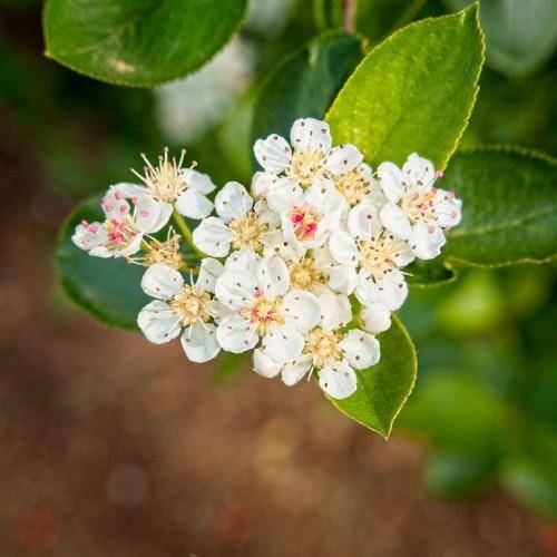 Lime-green stalk with yellow-green leaves and white flowers and pink stamens.