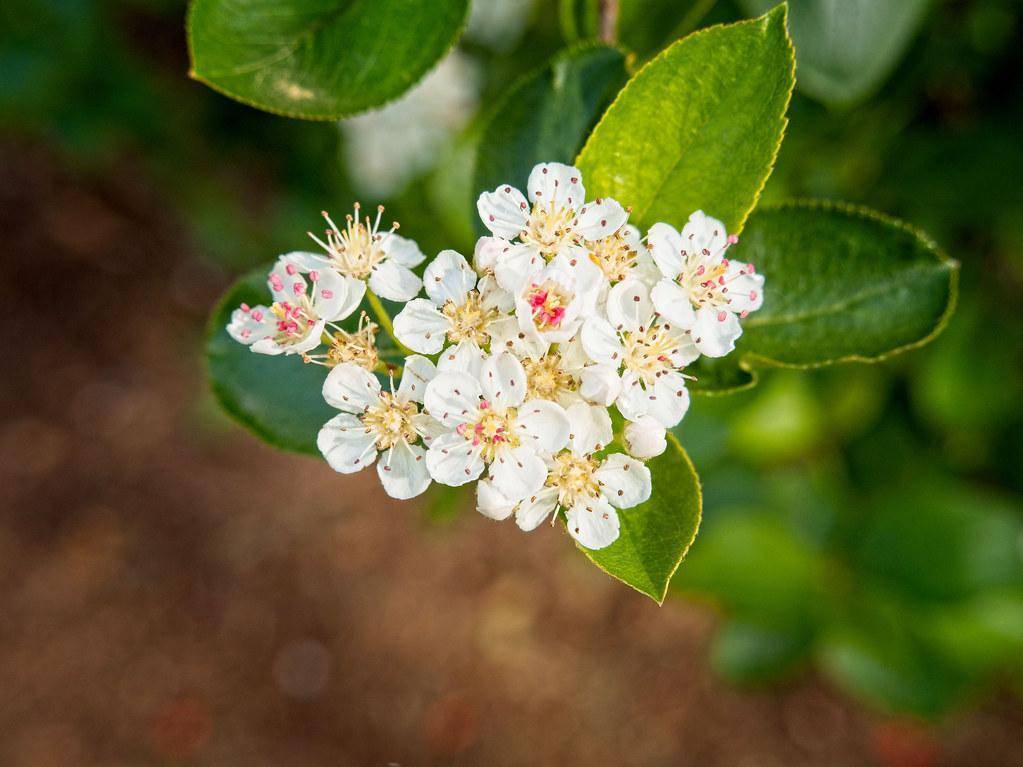 Lime-green stalk with yellow-green leaves and white flowers and pink stamens.