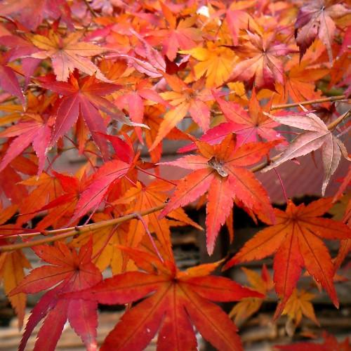 red-orange leaves with brown veins and brown stems