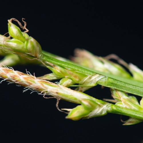 white-brown spikelets, lime-white buds with green stems