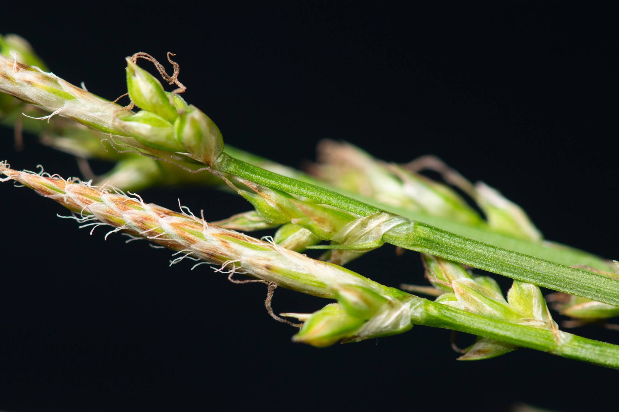 white-brown spikelets, lime-white buds with green stems