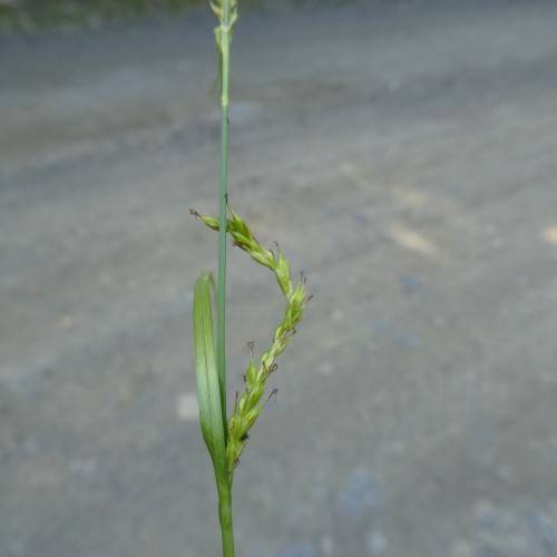 lime spikelets with green foliage