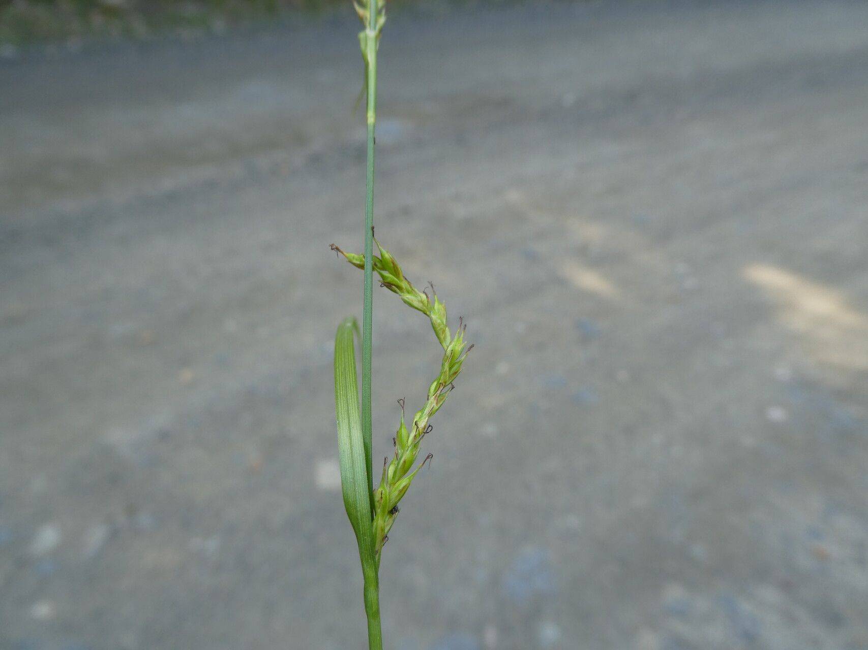 lime spikelets with green foliage
