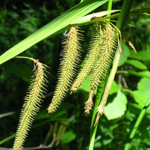 yellow-lime spikelets with lime foliage and stems