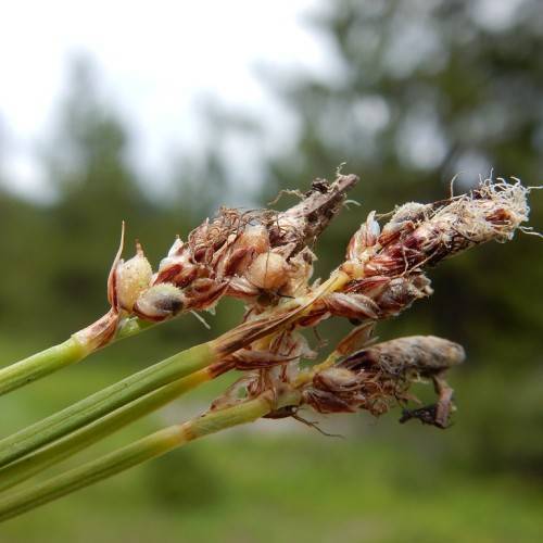 brown spikelets and lime-green stems
