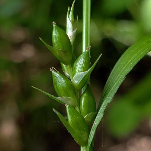 Green spikelet, stem and leaves.