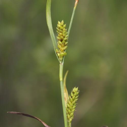 lime-yellow spikelets with brown-green foliage and stems