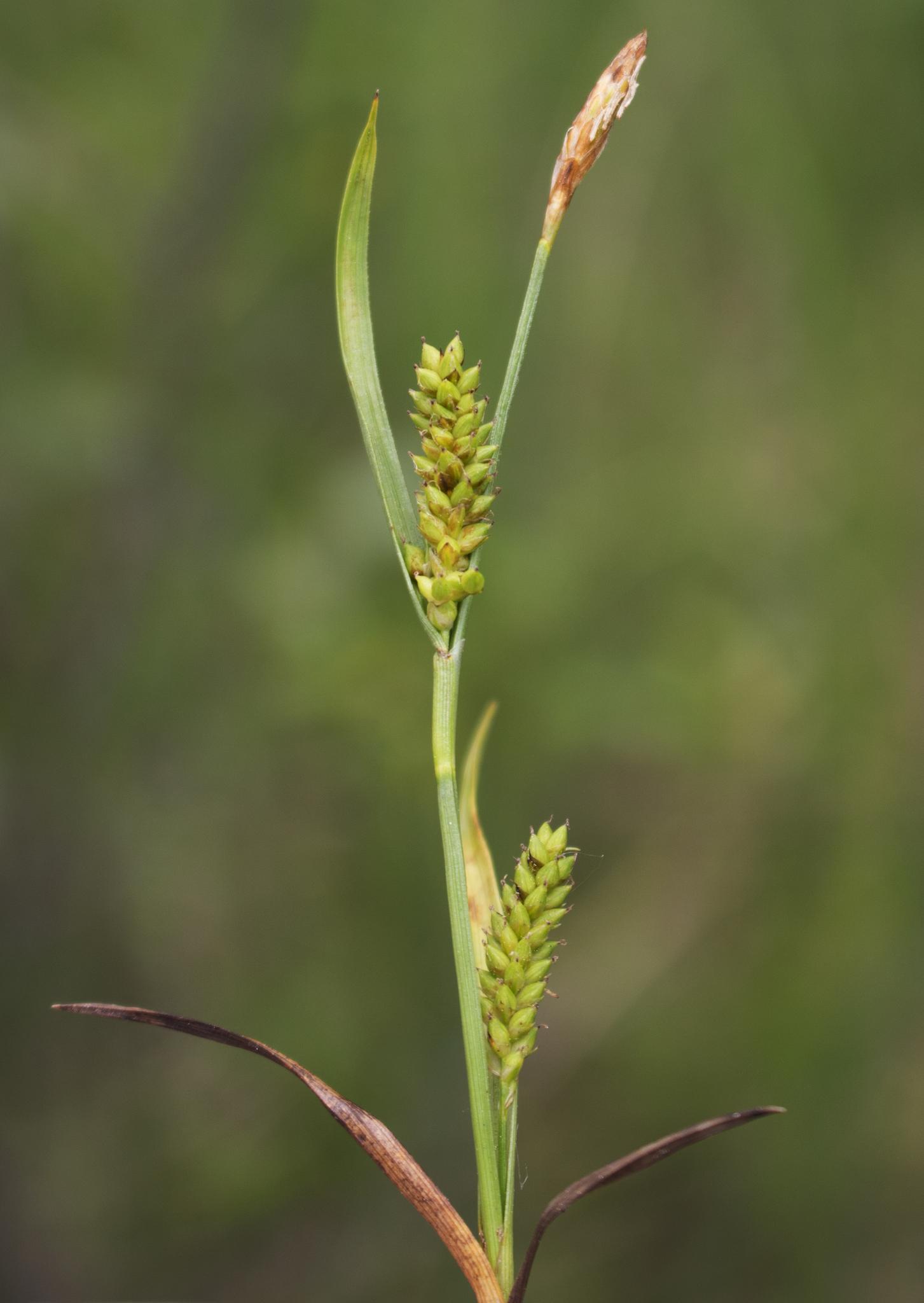 lime-yellow spikelets with brown-green foliage and stems