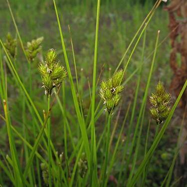 lime spikelets with lime foliage