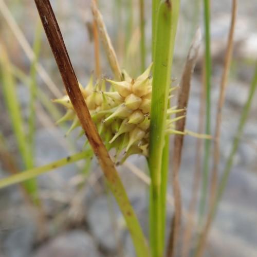 lime-yellow spikelets with lime-brown foliage and stems