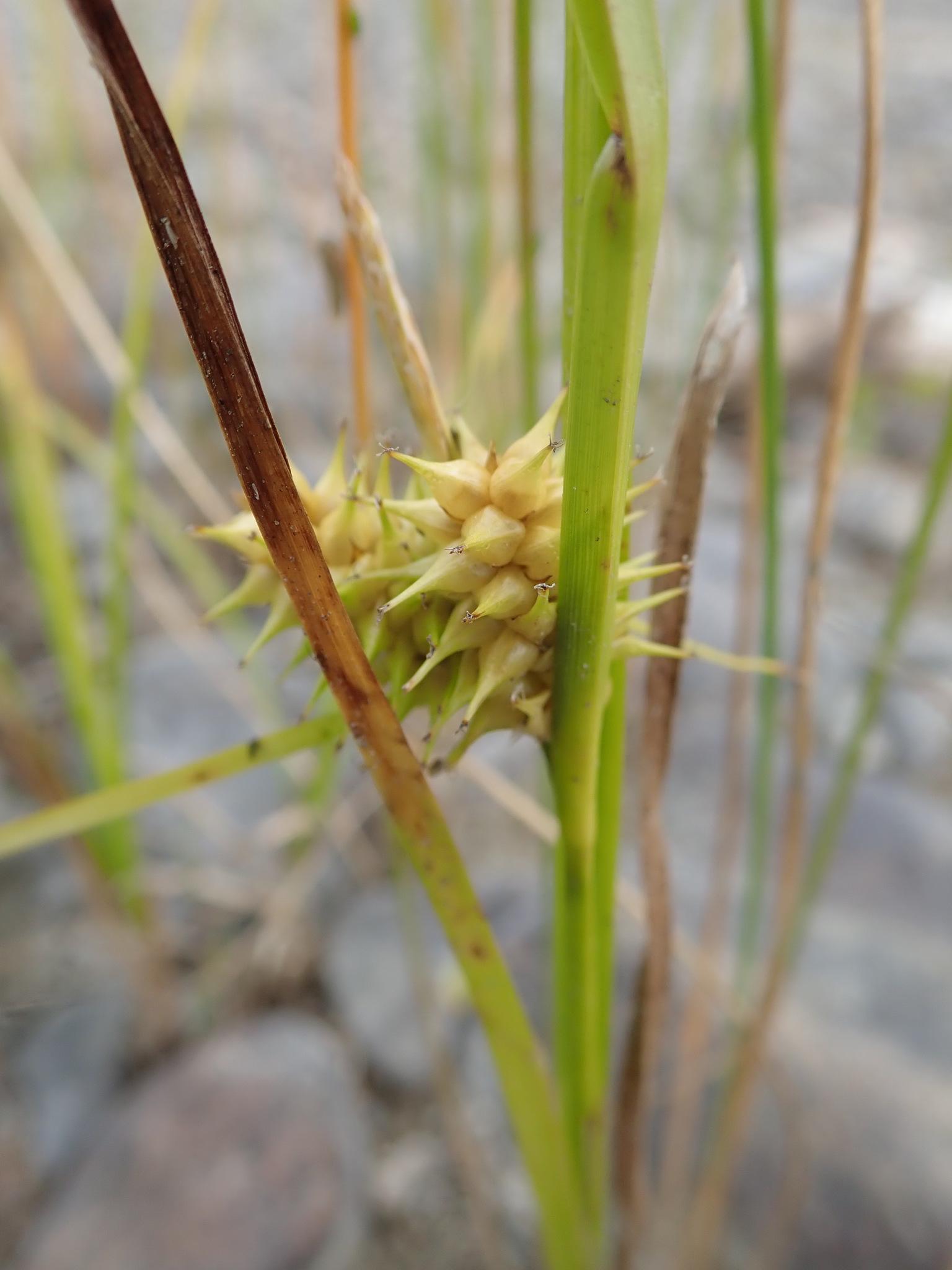 lime-yellow spikelets with lime-brown foliage and stems