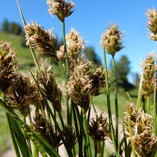 Beige-brown spikelet with green stems and leaves.