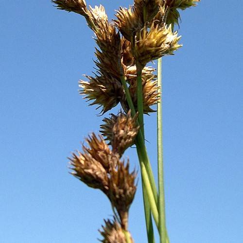 brown-beige flowers with lime stems