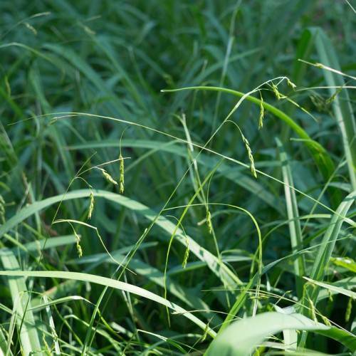 green foliage and stems