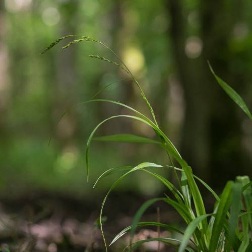 green foliage