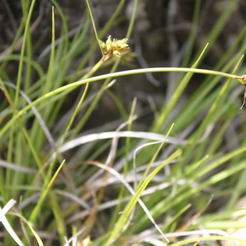 yellow-brown spikelets with lime-yellow foliage