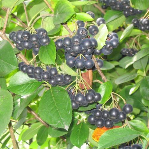 black fruits with pink-green petioles, green leaves, and brown branches