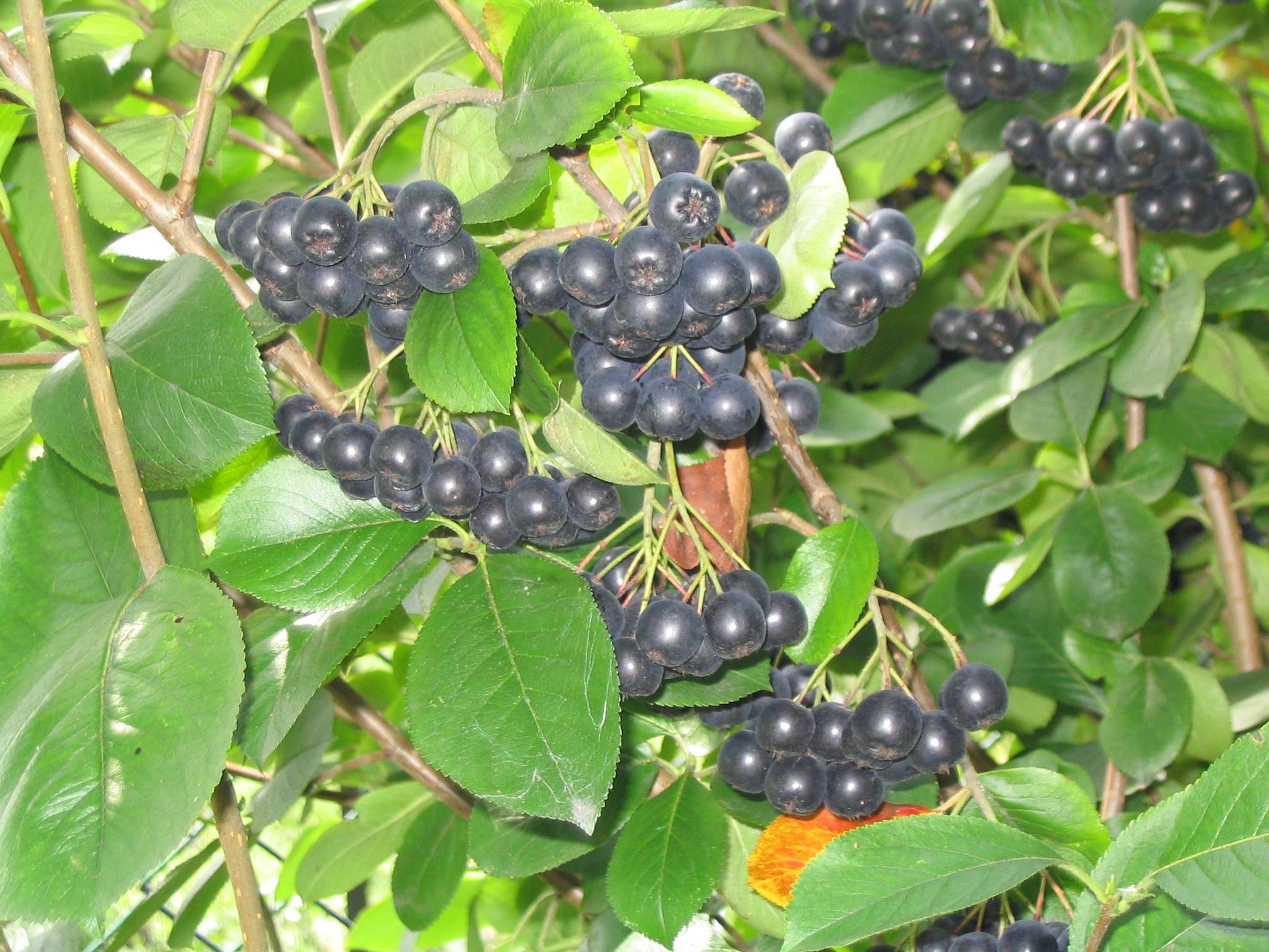 black fruits with pink-green petioles, green leaves, and brown branches