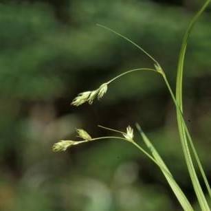 light-green spikelets with foliage