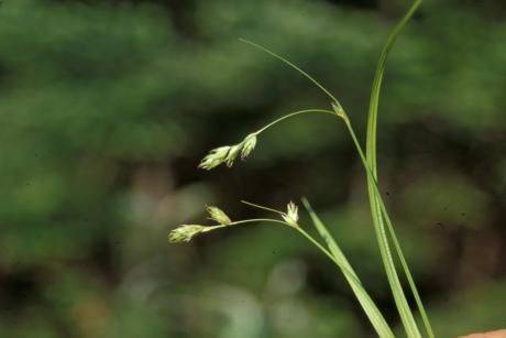 light-green spikelets with foliage