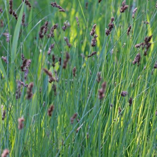 brown spikelets and yellow-green foliage