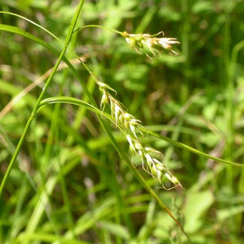 white-lime spikelets with lime foliage and stems