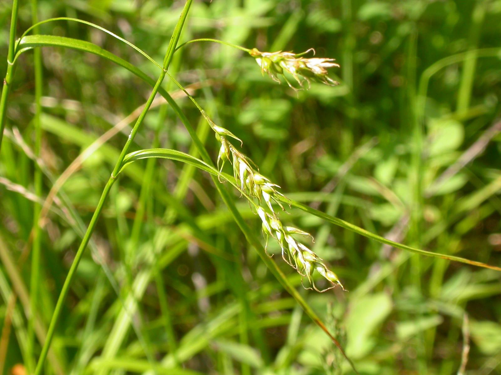 white-lime spikelets with lime foliage and stems