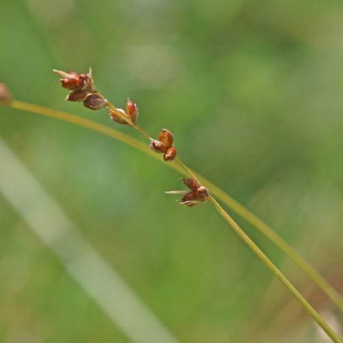 brown seeds on lime-yellow stems