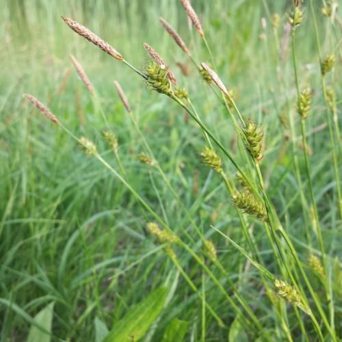 white-brown seedheads with lime spikelets, green foliage and stems