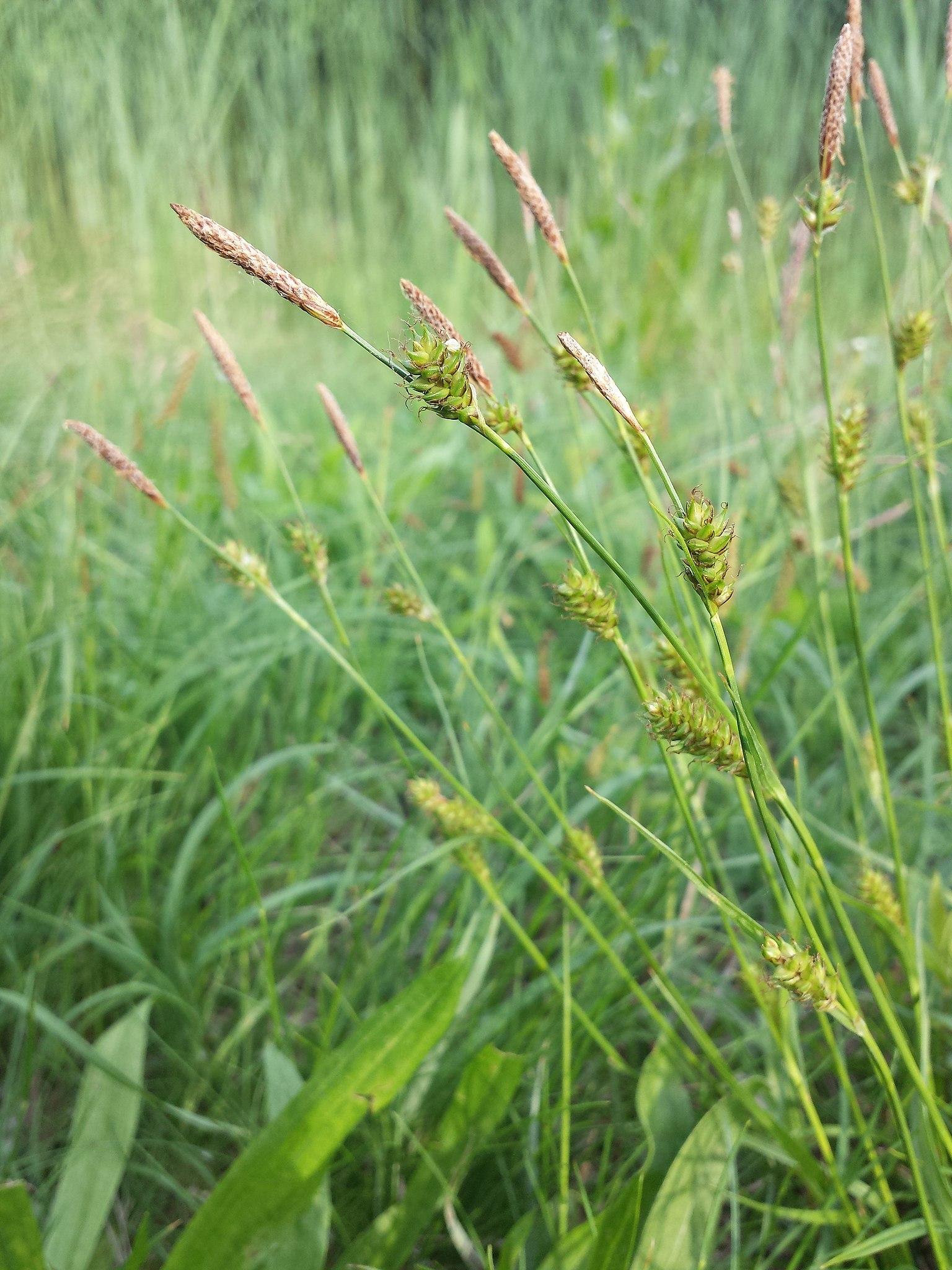 white-brown seedheads with lime spikelets, green foliage and stems