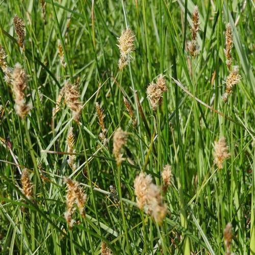 beige-white flowers, brown spikelets and green stems