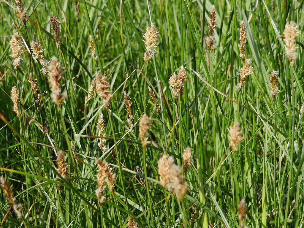 beige-white flowers, brown spikelets and green stems