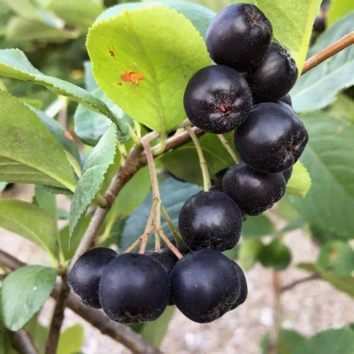 black fruits with pink-green petioles, green leaves, and brown branches