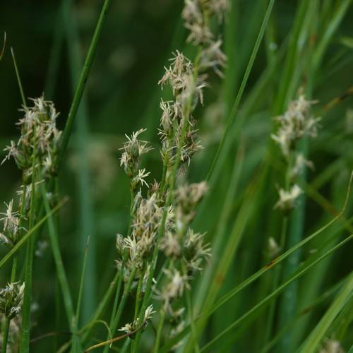 beige flowers with green foliage and stems