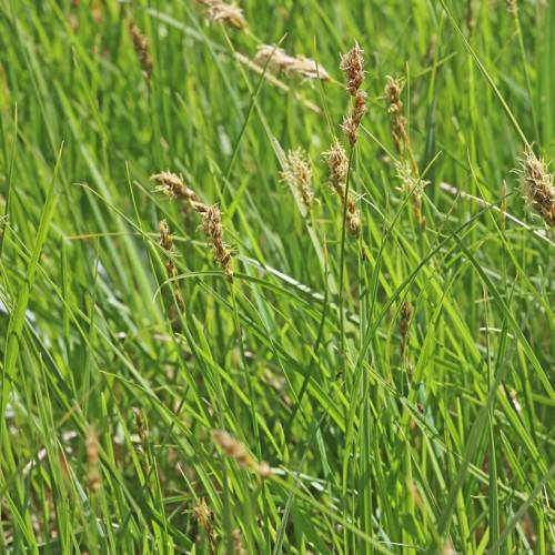 brown-white spikelets with green foliage and stems