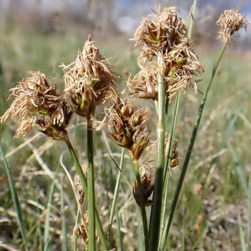 brown-white flowers with green foliage and stems
