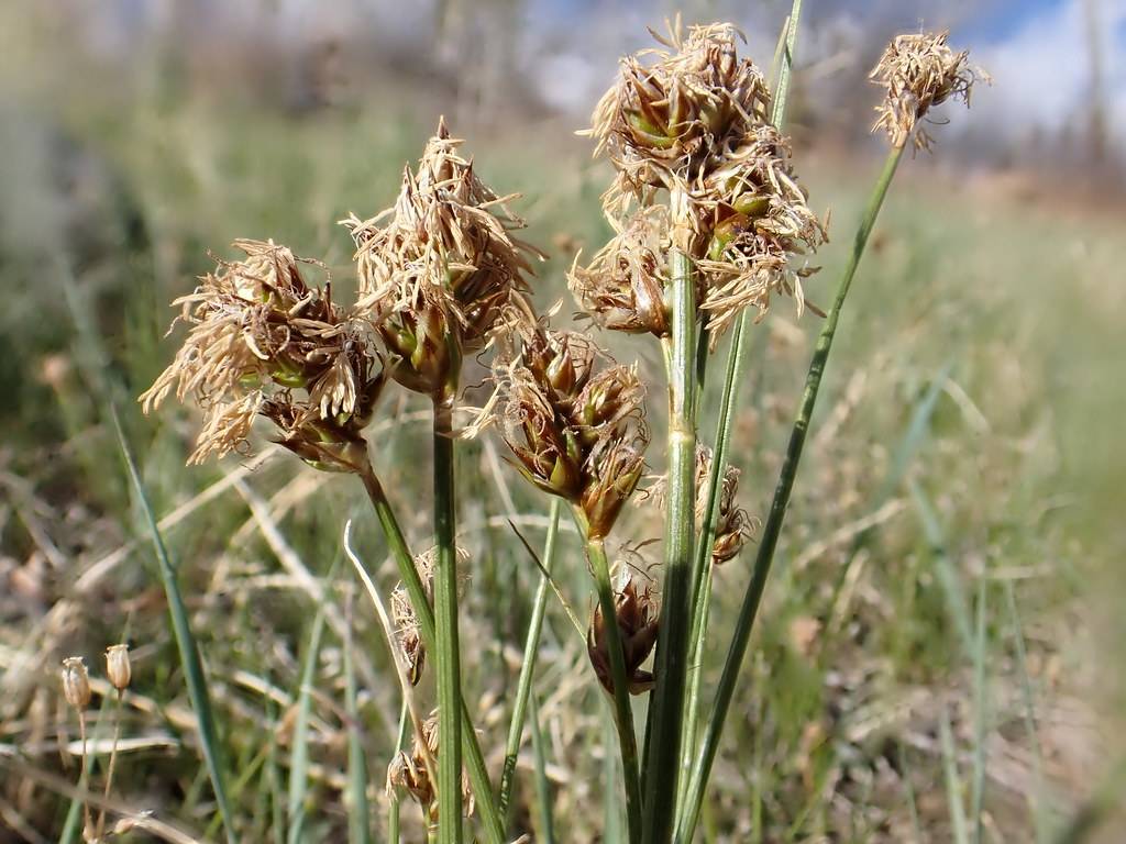 brown-white flowers with green foliage and stems