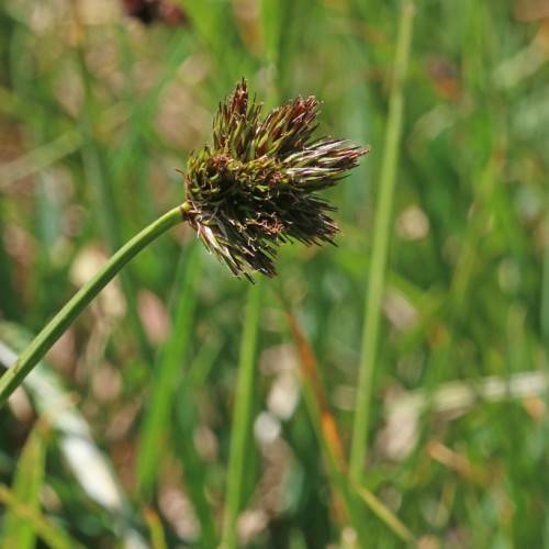 brown-green spikelets with lime leaves and stems