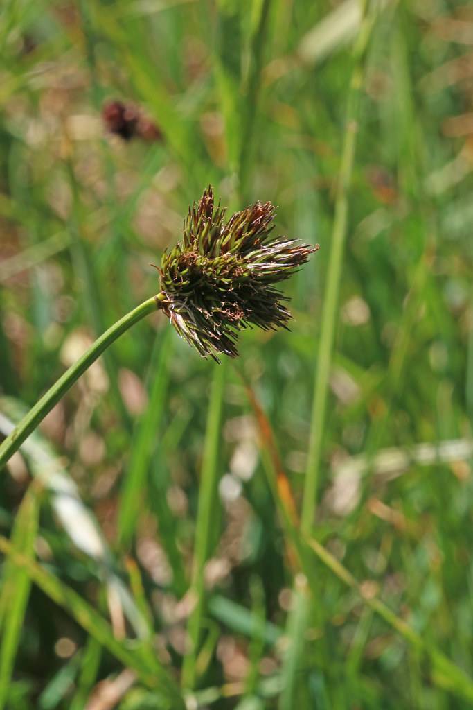 brown-green spikelets with lime leaves and stems