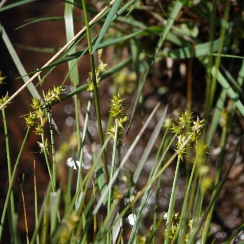 lime spikelets with yellow-green stems